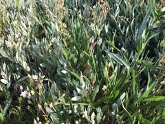 Atriplex portulacoides