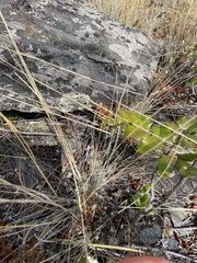 Pseudoroegneria spicata