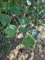 Acer rubrum