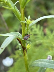 Microrhopala vittata