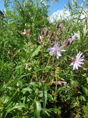 Lactuca sibirica