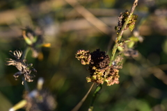 Aceria chondrillae