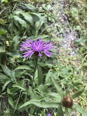 Centaurea
