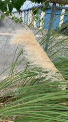 Cortaderia selloana