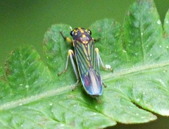 Cicadellinae