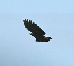 Buteogallus urubitinga