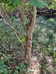 Acer rubrum