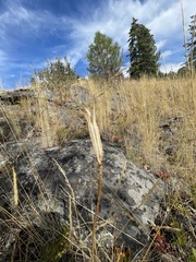 Calochortus macrocarpus
