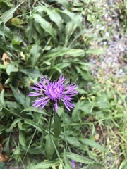 Centaurea