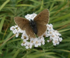 Lycaena