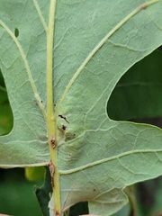 Andricus foliaformis