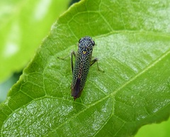 Cicadellini