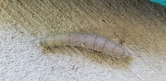 Mimatini