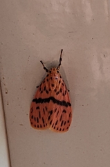 Miltochrista arcuata