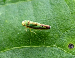 Cicadellini