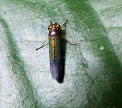 Cicadellinae
