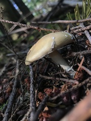 Amanita junquillea