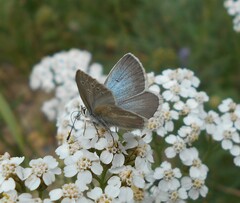 Aricia nicias
