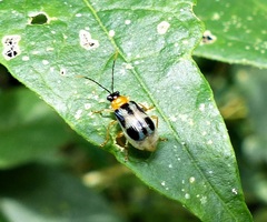 Diabroticina