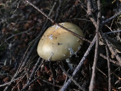 Amanita junquillea