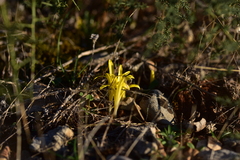 Sternbergia colchiciflora