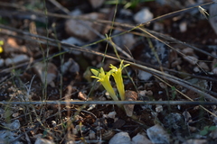 Sternbergia colchiciflora