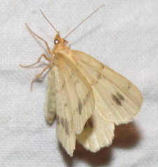 Macaria ribearia