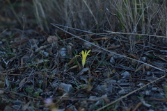 Sternbergia colchiciflora