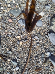 Laminaria digitata