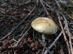 Amanita junquillea