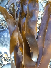 Laminaria digitata