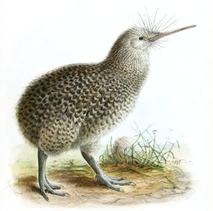 Okarito Kiwi photo 3