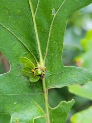 Andricus foliaformis