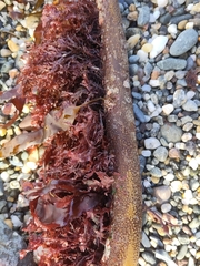 Laminaria digitata