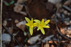 Sternbergia colchiciflora