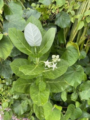 Calotropis gigantea