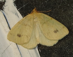 Macaria ribearia