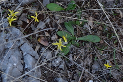 Sternbergia colchiciflora