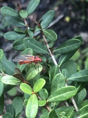 Dysdercus suturellus