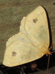 Macaria ribearia