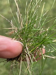 Festuca rubra