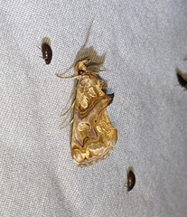 Plusiodonta compressipalpis