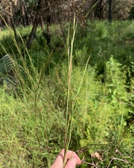 Schizachyrium stoloniferum