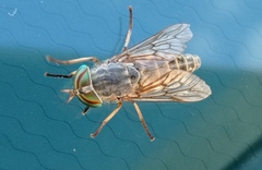 Tabanini