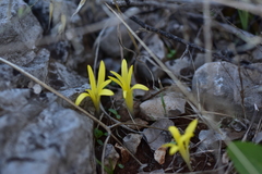 Sternbergia colchiciflora