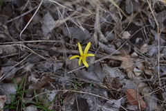 Sternbergia colchiciflora