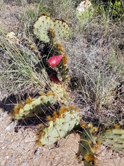 Opuntia gilvescens