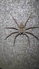 Heteropoda venatoria