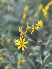 Helianthus schweinitzii