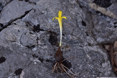 Sternbergia colchiciflora